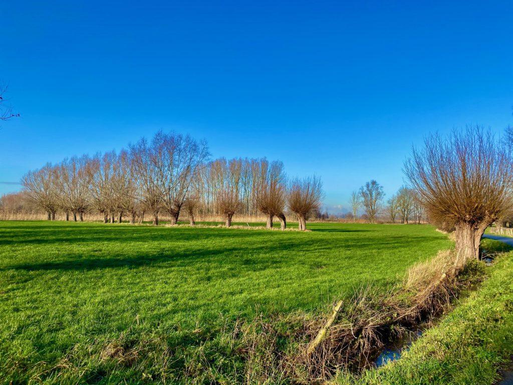 Graslanden met knotwilgrijen op de Galloway wandelroute in de Kalkense Meersen