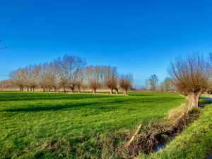 Graslanden met knotwilgrijen op de Galloway wandelroute in de Kalkense Meersen