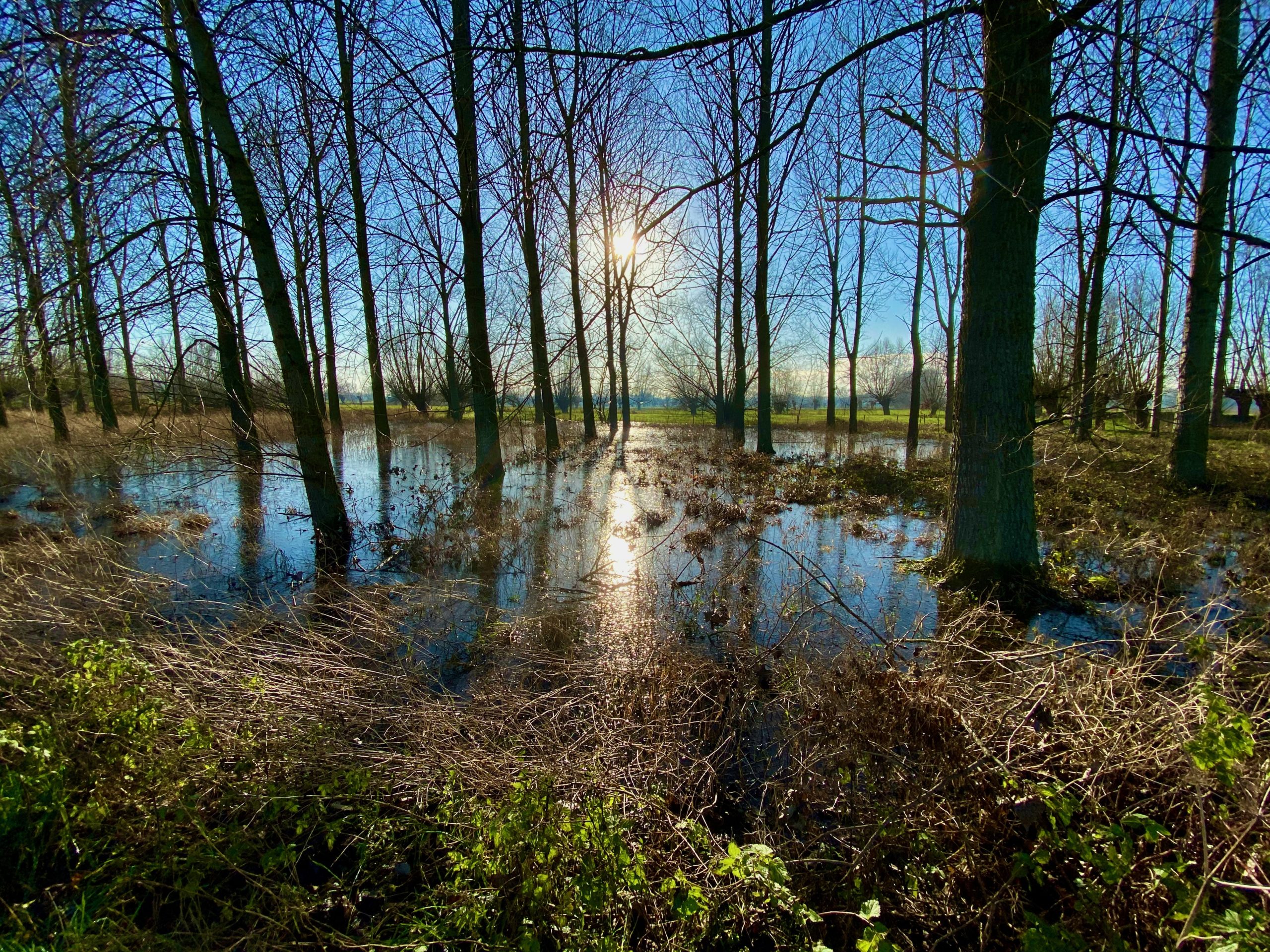 Moeras in de Kalkense Meersen