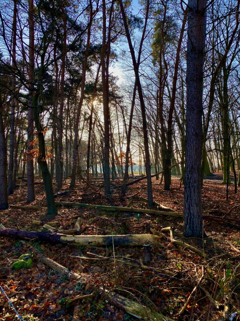 Bos in natuurgebied de Kalkense Meersen