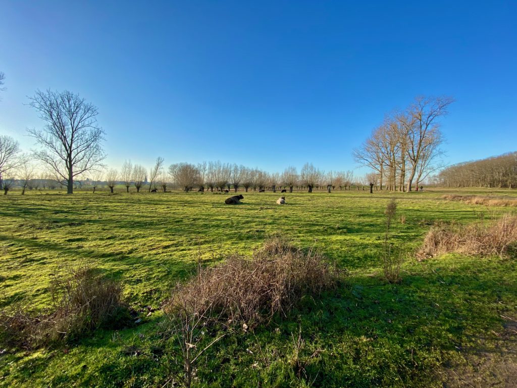 Galloway runderen in de Kalkense Meersen