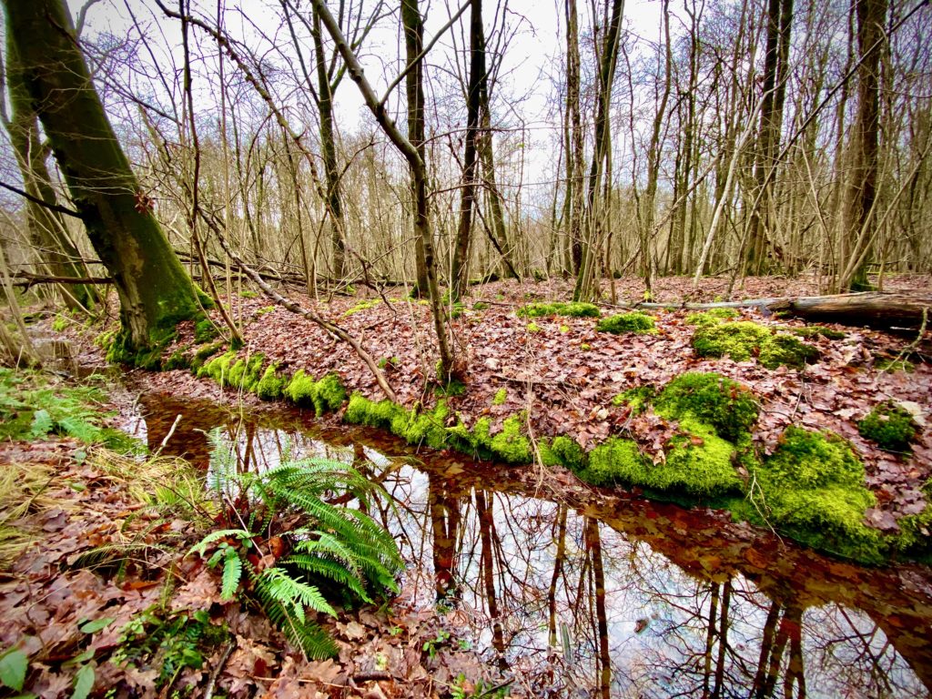 grachtje met varens en mos in het bos in Drongengoed in Meetjesland