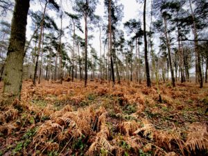 dorre varens in het bos in Drongengoed in Meetjesland