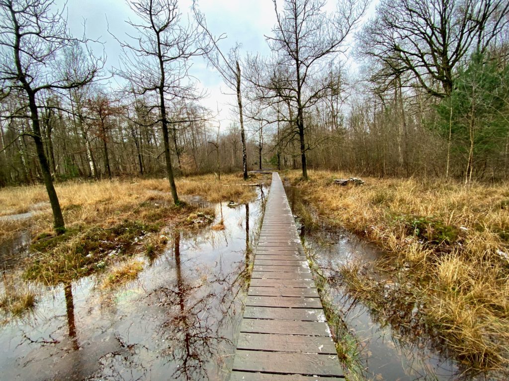 Vlonderpad doorheen veen in Drongengoed in Meetjesland