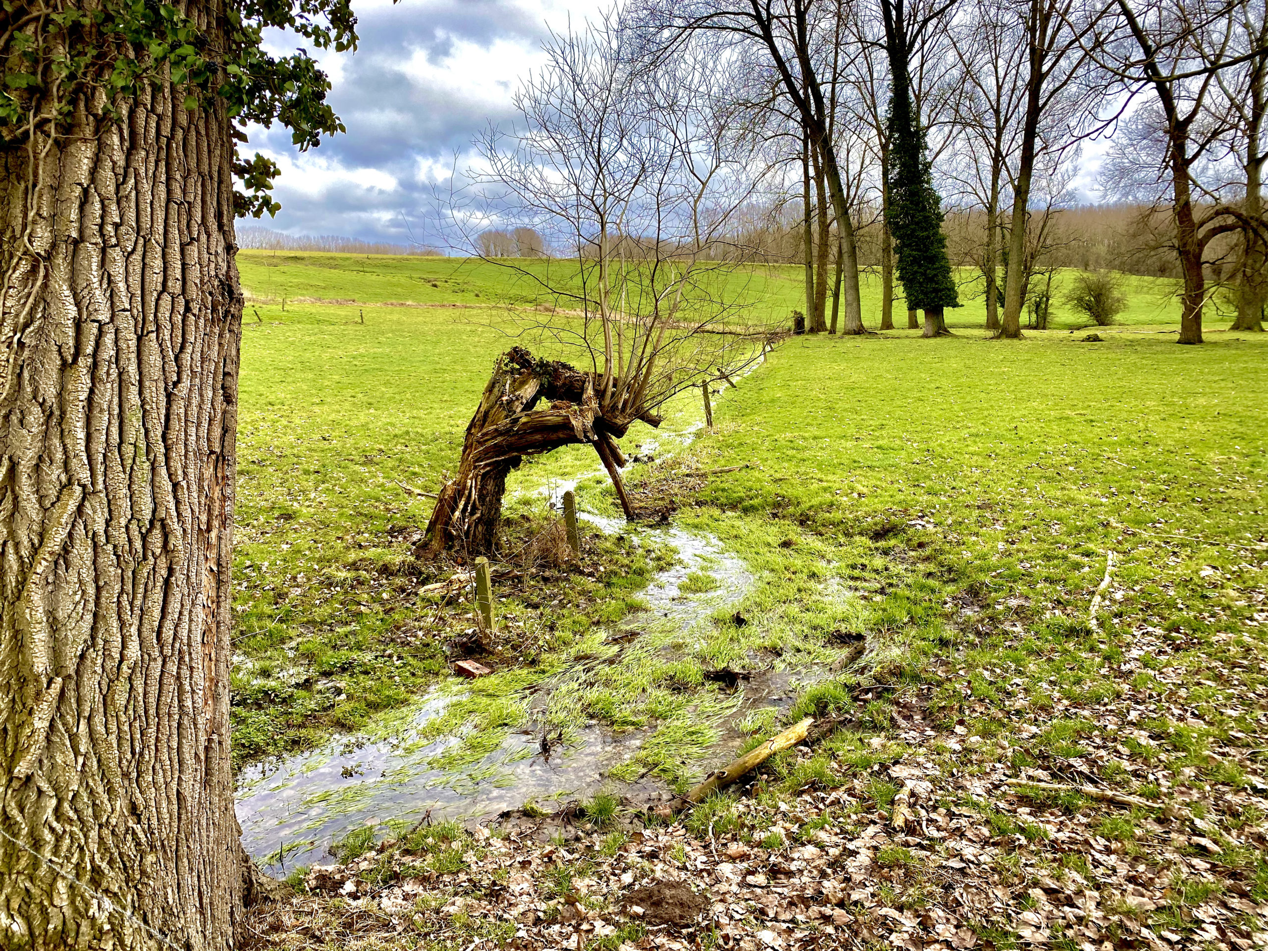 Beekje met knotwilg in Herzele