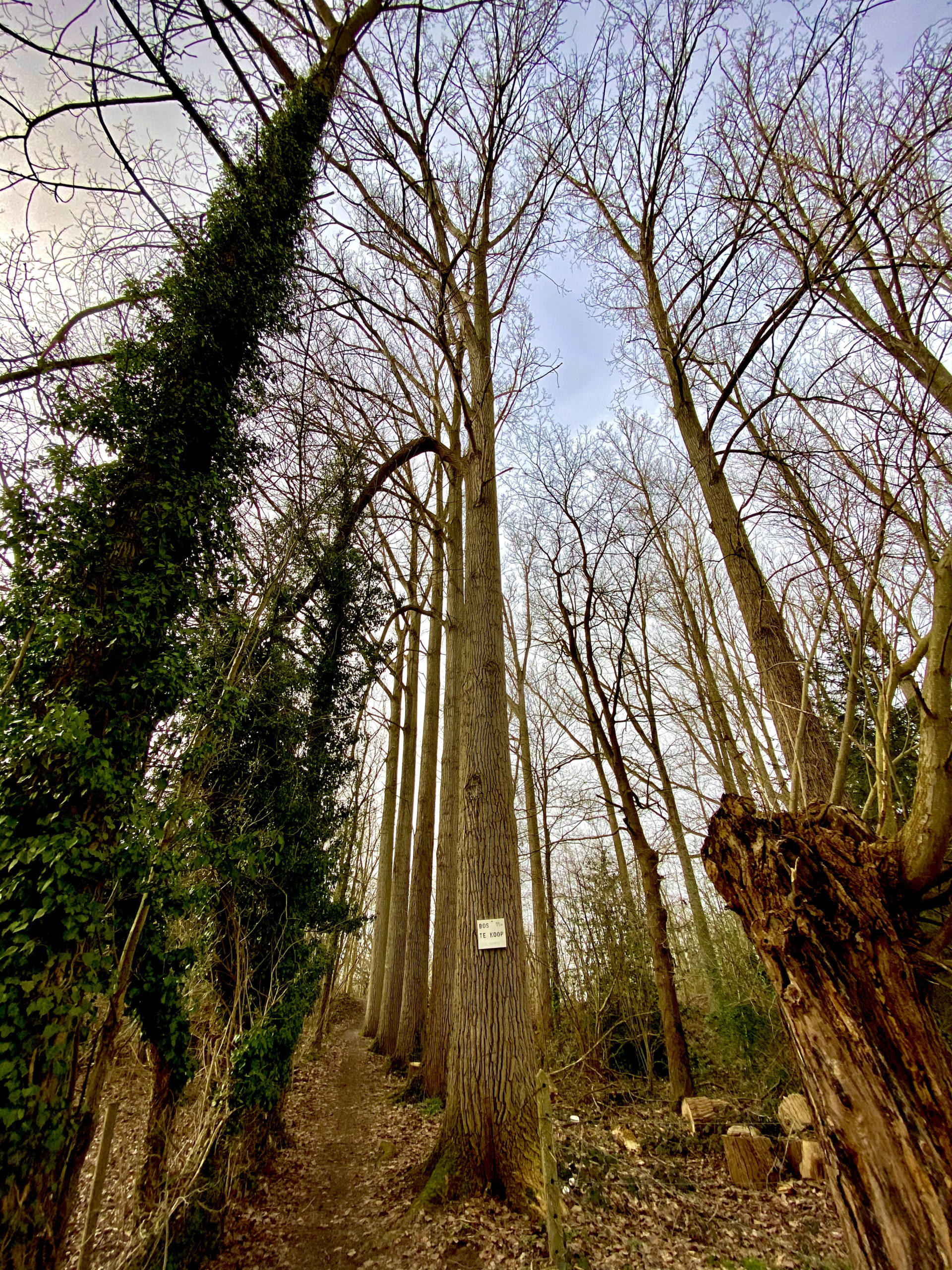 Bosje in Steenhuize-Wijnhuize