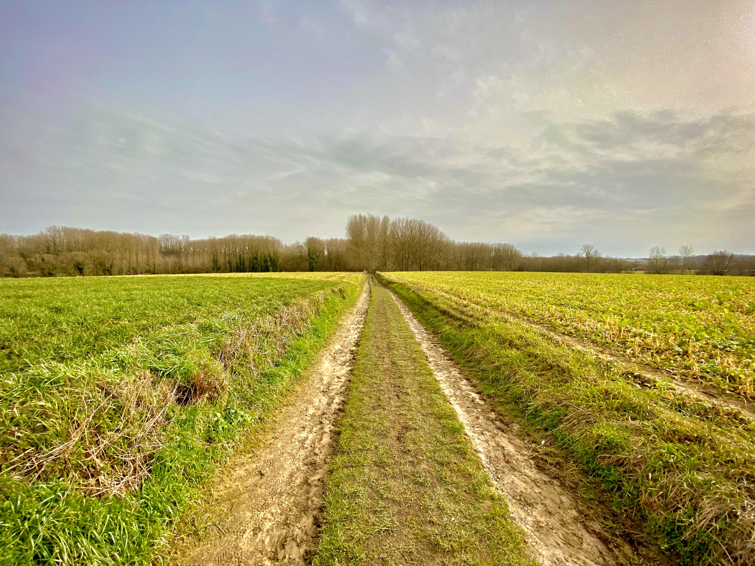 Landschap met veldwegel in Herzele