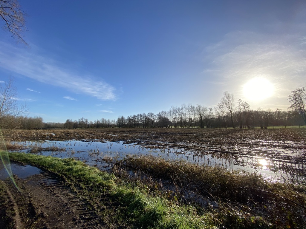 Drassig veld in Laarne