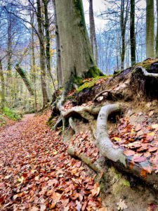 Dauwtrip wandelroute holle weg in het bos wortels van bomen