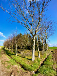 Klein bosje op de Dauwtrip wandelroute te Maarkedal