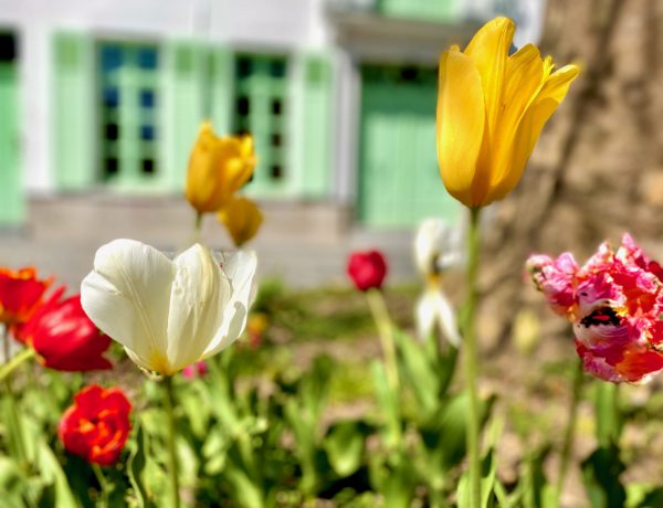 Provinciaal Archeologisch Museum te Ename met tulpen ervoor op het Enameplein