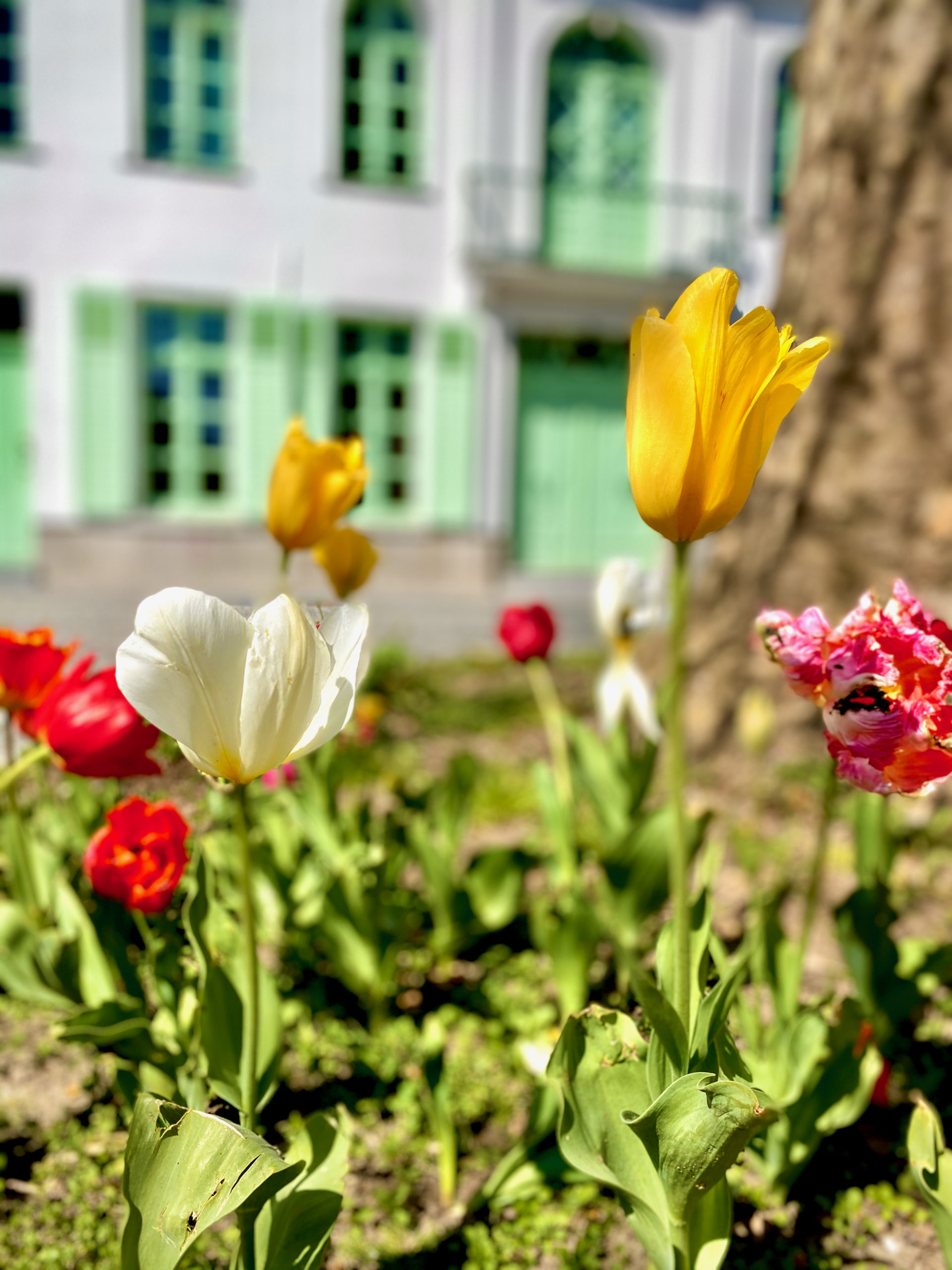 Provinciaal Archeologisch Museum te Ename met tulpen ervoor op het Enameplein