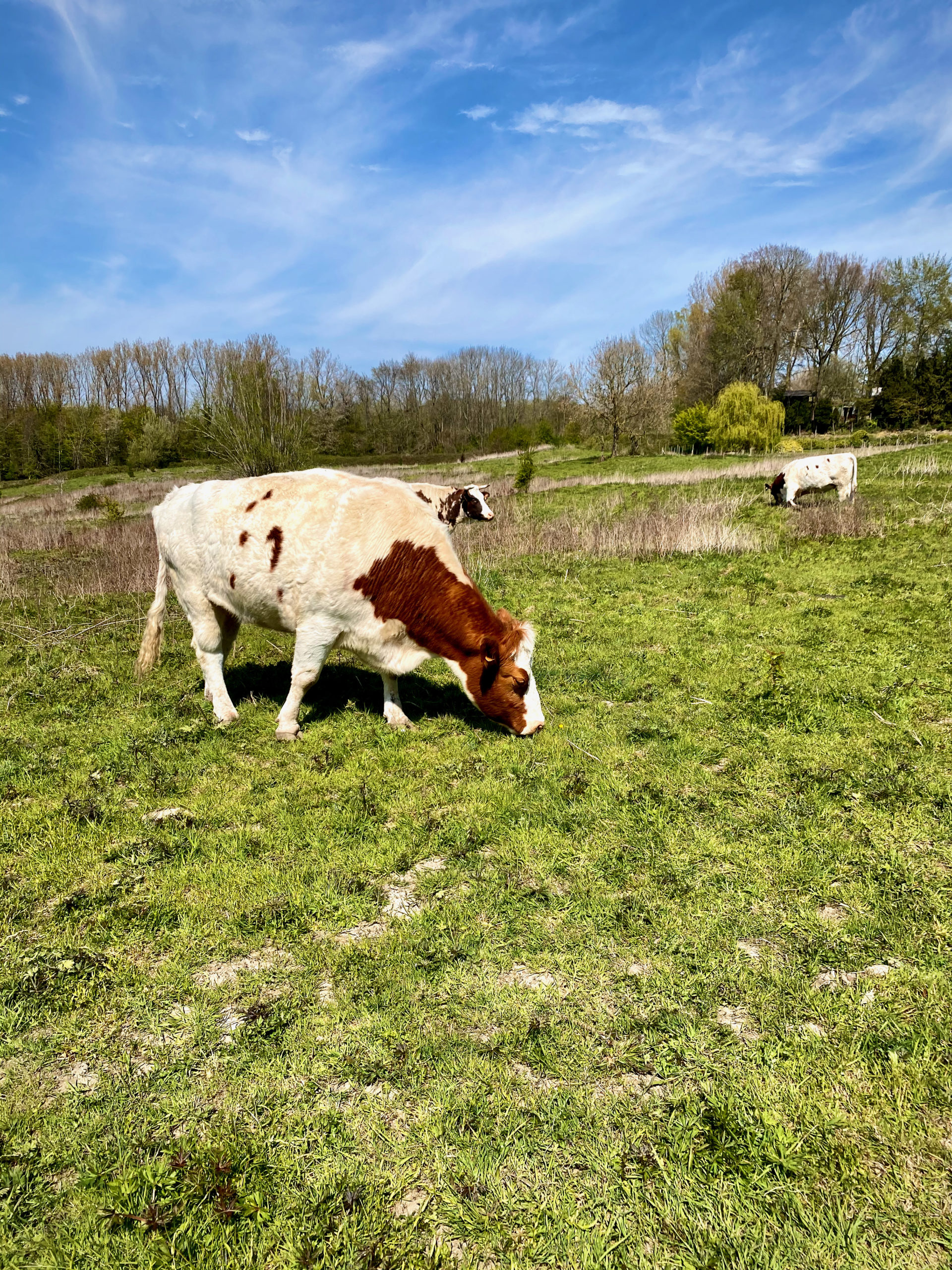 Grazers in Bos 't Ename