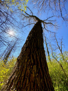 Grote boom in Bos t' Ename