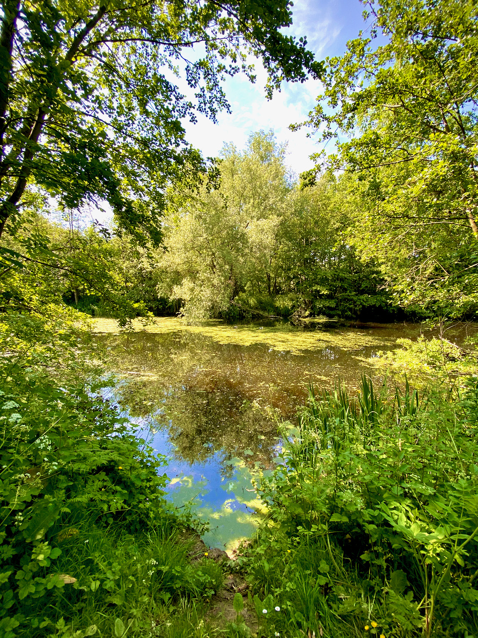 Teirlinckput in de Merelbeekse Scheldemeersen