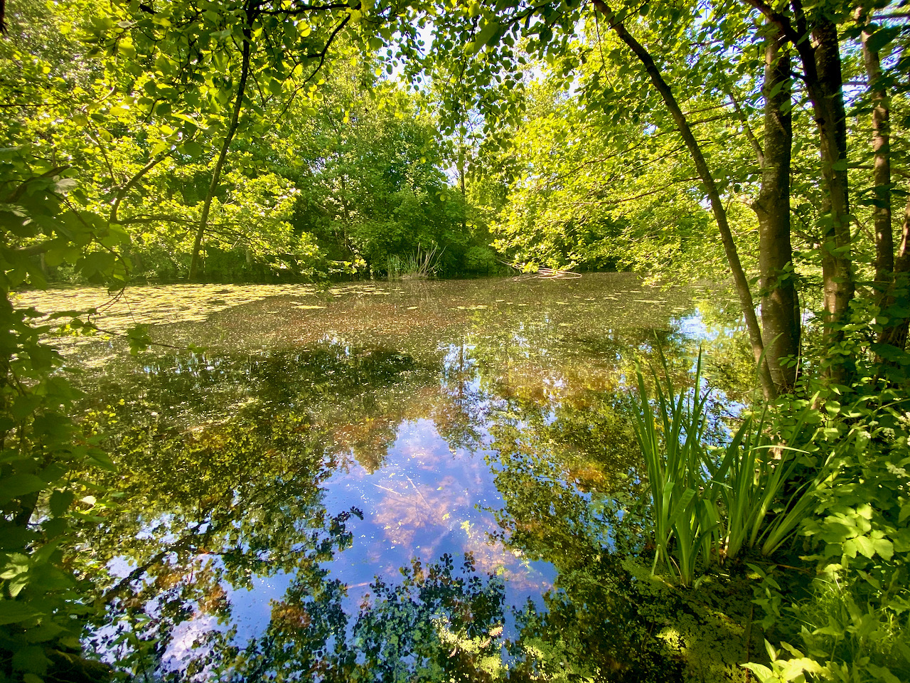 Teirlinckpunt in de Merelbeekse Scheldemeersen