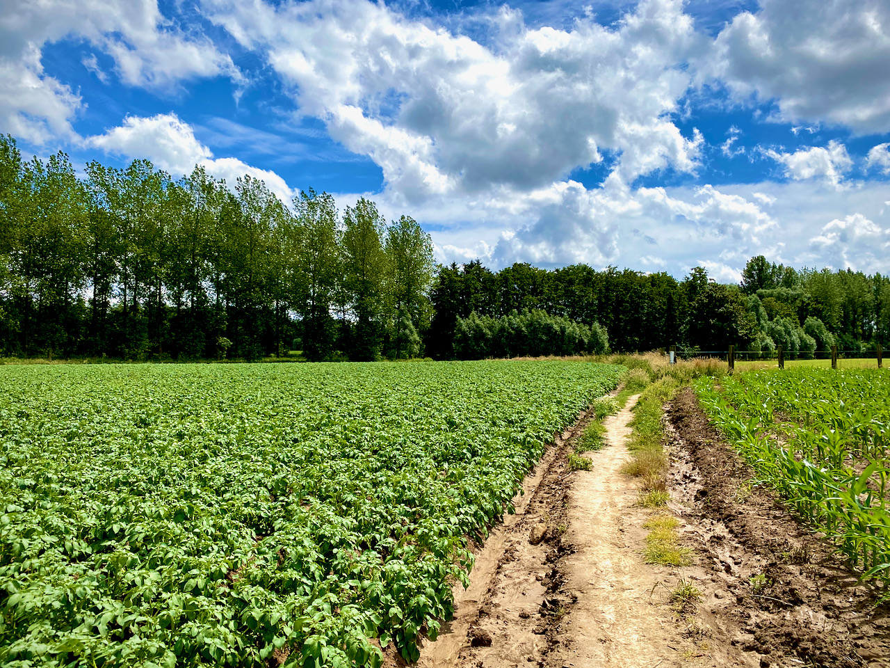 Veldweg op de Kravaalbos wandelroute