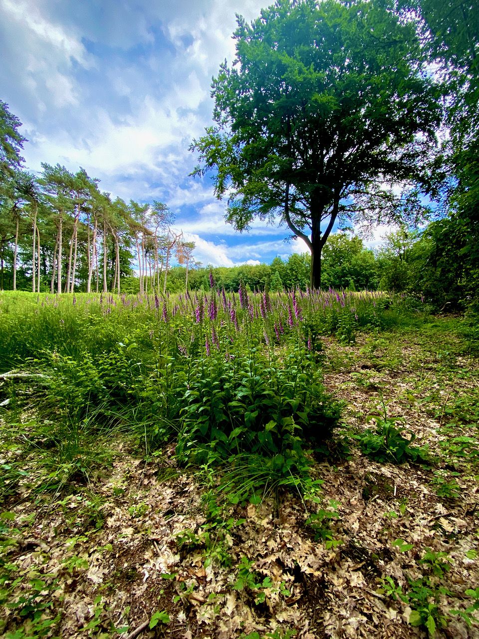 Kravaalbos wandelroute