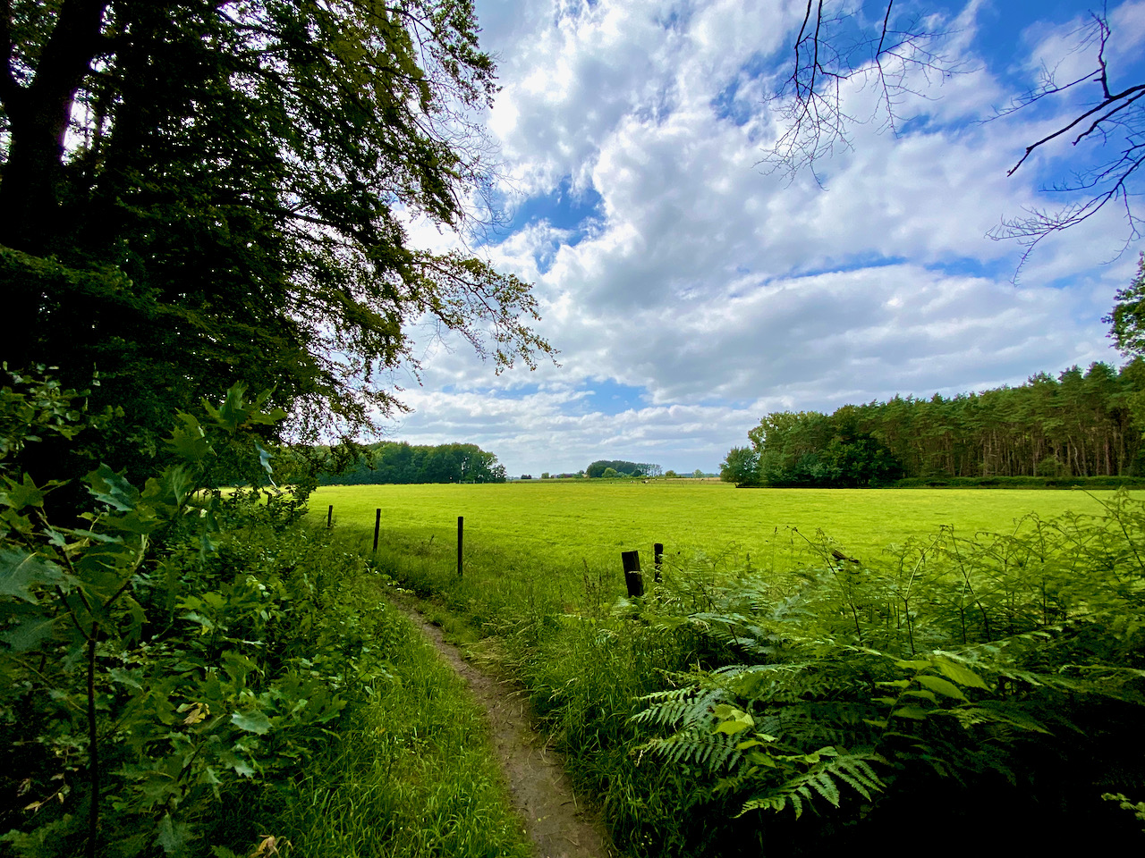 Aan de rand van het bos in Oordegem op de 4 bossenwandeling