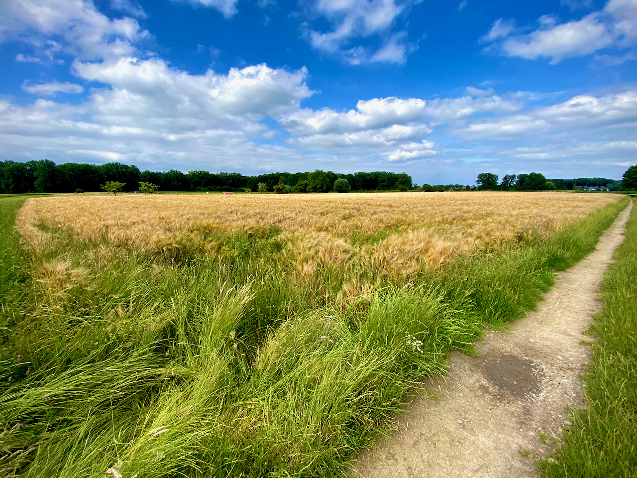 Wijdse akker op de 4 bossenwandeling te Wetteren