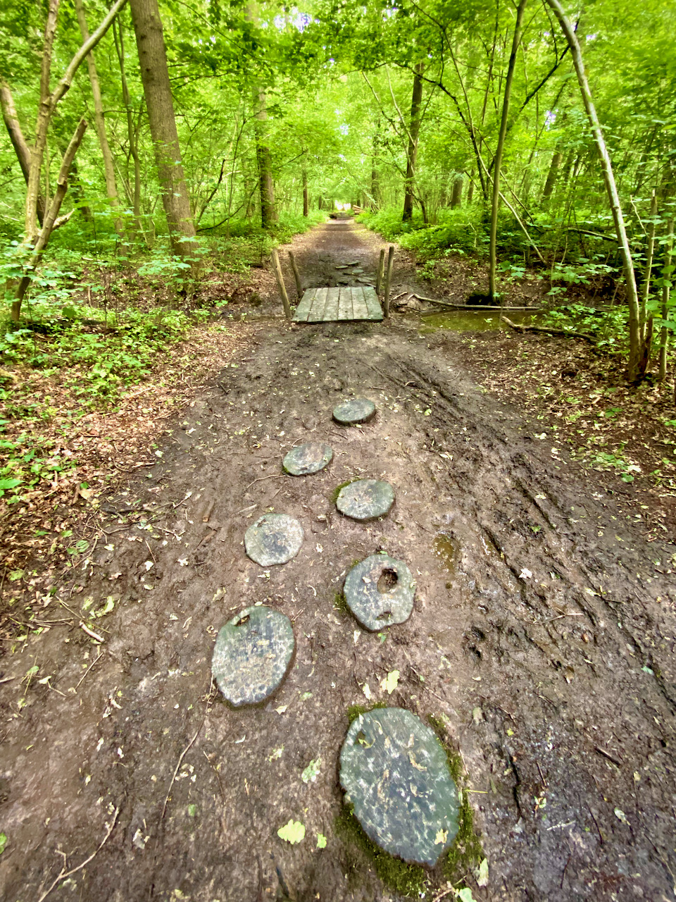 Pad in het Hospiesbos op de 4 bossenwandeling