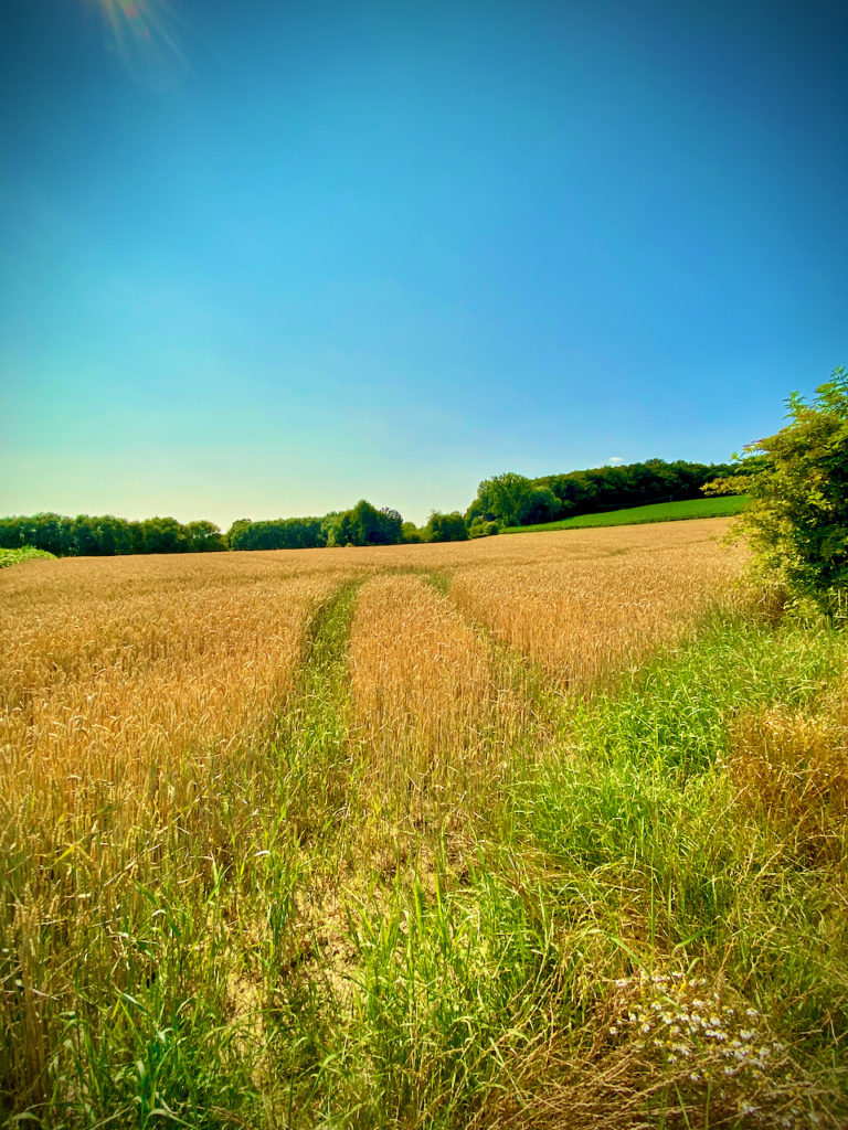 Korenveld op de Ringmuswandeling Rood