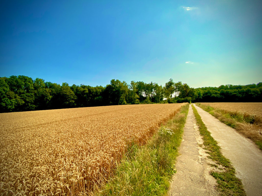 Korenveld op de Ringmuswandeling Rood