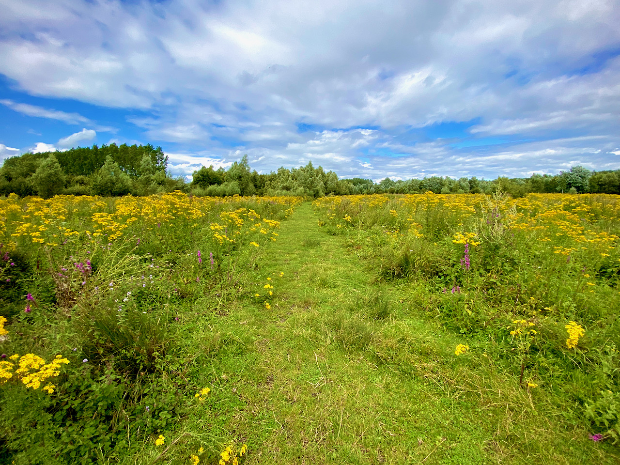 Heide op het Natuurleerpad in Zingem