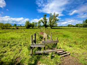 Prachtig knuppelpad op het Natuurleerpad in Zingem