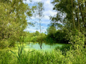 Moeras in de Kaaimeersen op de Treinstapper Munkzwalm-Gontrode