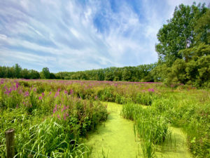 Kaaimeersen op de Treinstapper Munkzwalm-Gontrode