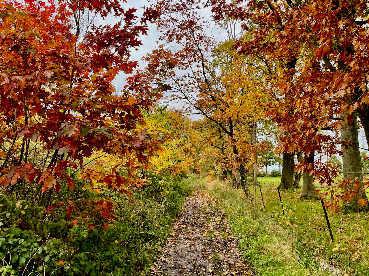 Herfstpracht op de rode wandelroute in grenspark Kempen-Broek wandelgebied Tösch-Langeren