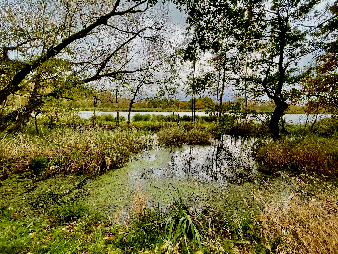 Moeras in grenspark Kempen-Broek wandelgebied Tösch-Langeren